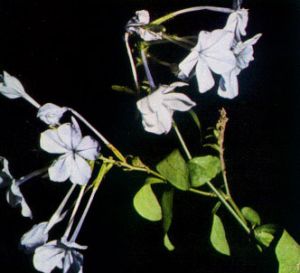 Jazmín azul - Plumbago