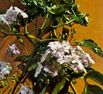 Fotografía de la planta Solano