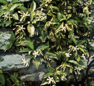 Fotografía de la planta Trachelospermo