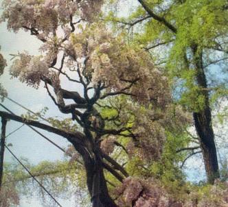 Fotografía de la planta Glicina