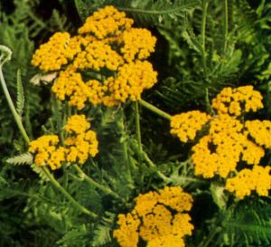 Aquilea amarilla