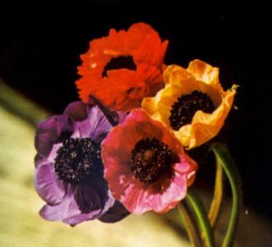 Anémona - Coronaria