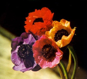Fotografía de la planta Anémona - Coronaria