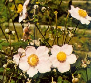 Anémona japonesa