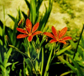 Fotografía de la planta Belamcanda