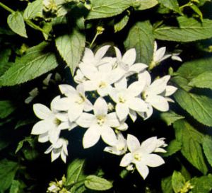 Farolillos blancos