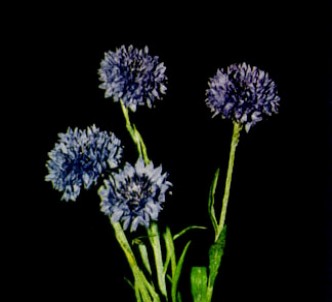 Fotografía de la planta Aciano
