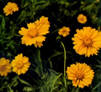 Fotografía de la planta Coreopsis