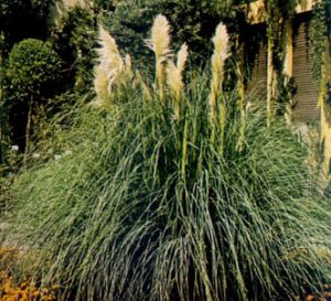 Hierba de las pampas