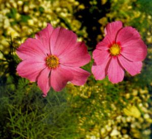 Cosmos