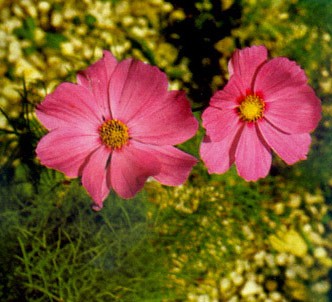 Fotografía de la planta Cosmos