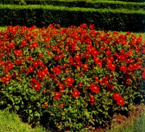 Dalia