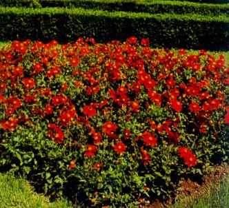 Fotografía de la planta Dalia