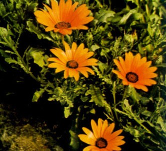 Fotografía de la planta Caléndula del cabo