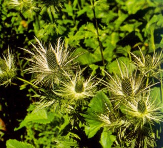Fotografía de la planta Eringio alpino