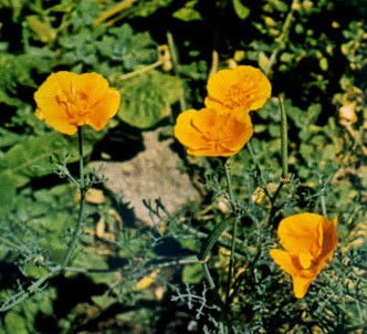 Fotografía de la planta Amapola de california