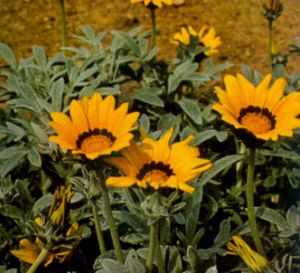 Gazania