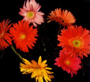 Gerbera