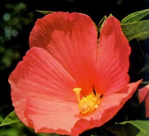 Hibisco militar