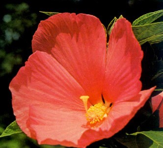 Fotografía de la planta Hibisco militar