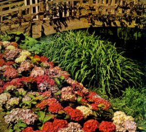 Hortensia