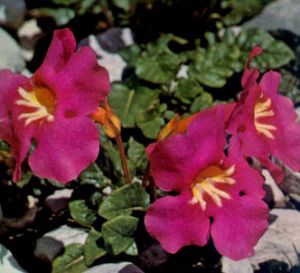 Incarvillea