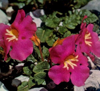 Fotografía de la planta Incarvillea