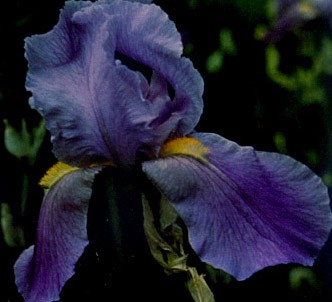 Fotografía de la planta Lirio cárdeno