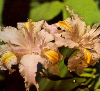 Fotografía de la planta Lirio japonés