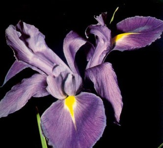 Fotografía de la planta Lirio español
