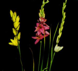 Ixia