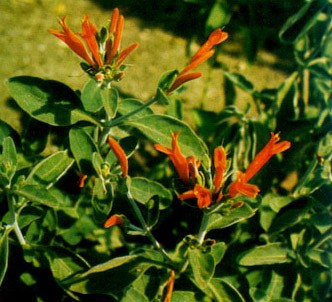 Fotografía de la planta Jacobina S.