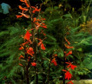 Lobelia roja