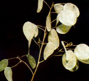 Lunaria