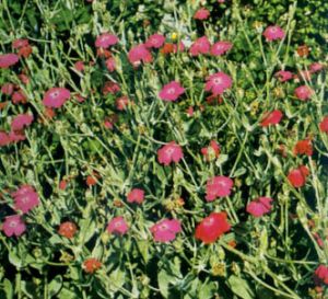 Coronaria