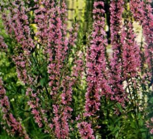 Salicaria - Fraile