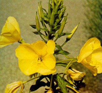 Fotografía de la planta Hierba del asno
