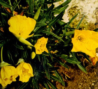 Fotografía de la planta Onagra