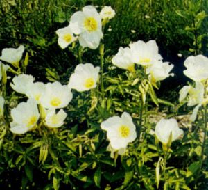 Onagra blanca