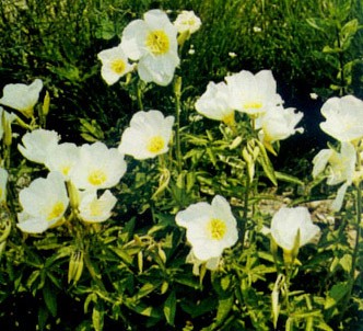 Fotografía de la planta Onagra blanca