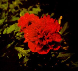 Fotografía de la planta Peonia