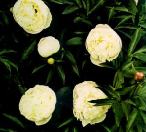 Peonia china