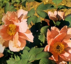 Peonia arbustiva