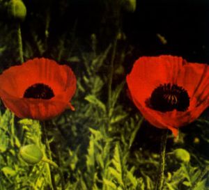 Amapola oriental