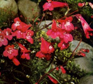 Dedalera