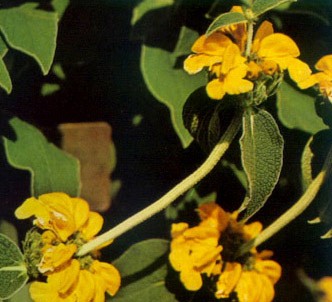 Fotografía de la planta Oreja de liebre