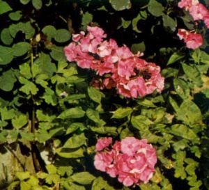 Flox