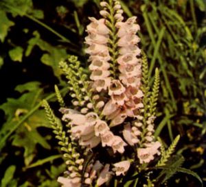 Fisostegia