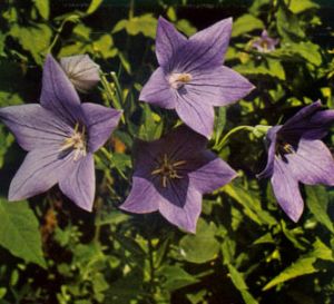 Campanilla china