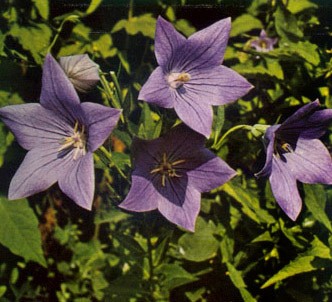Fotografía de la planta Campanilla china